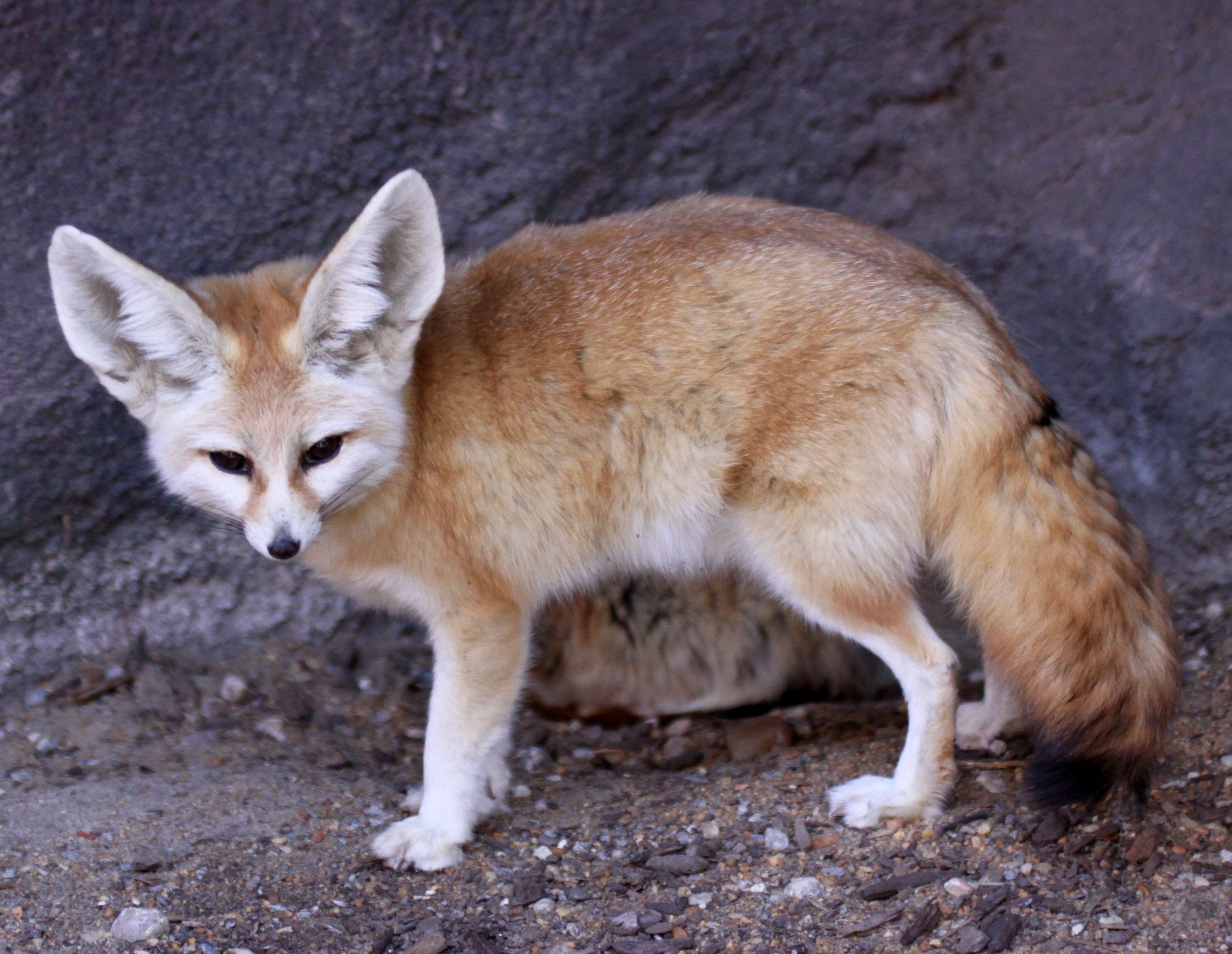 A small fennec fox with very large pointed ears looking up from the sand