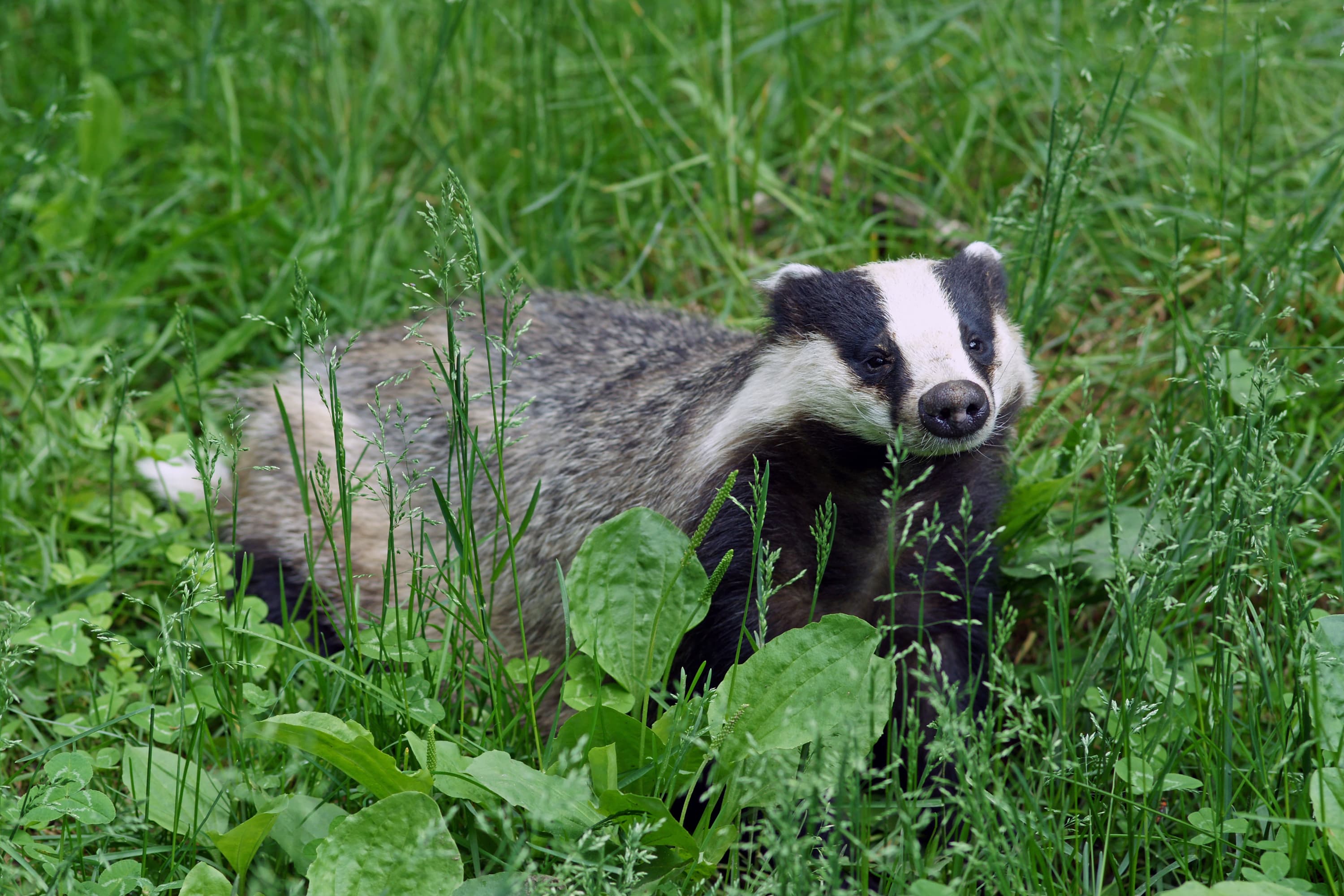 A European badger with black-and-white striped face emerging from its sett