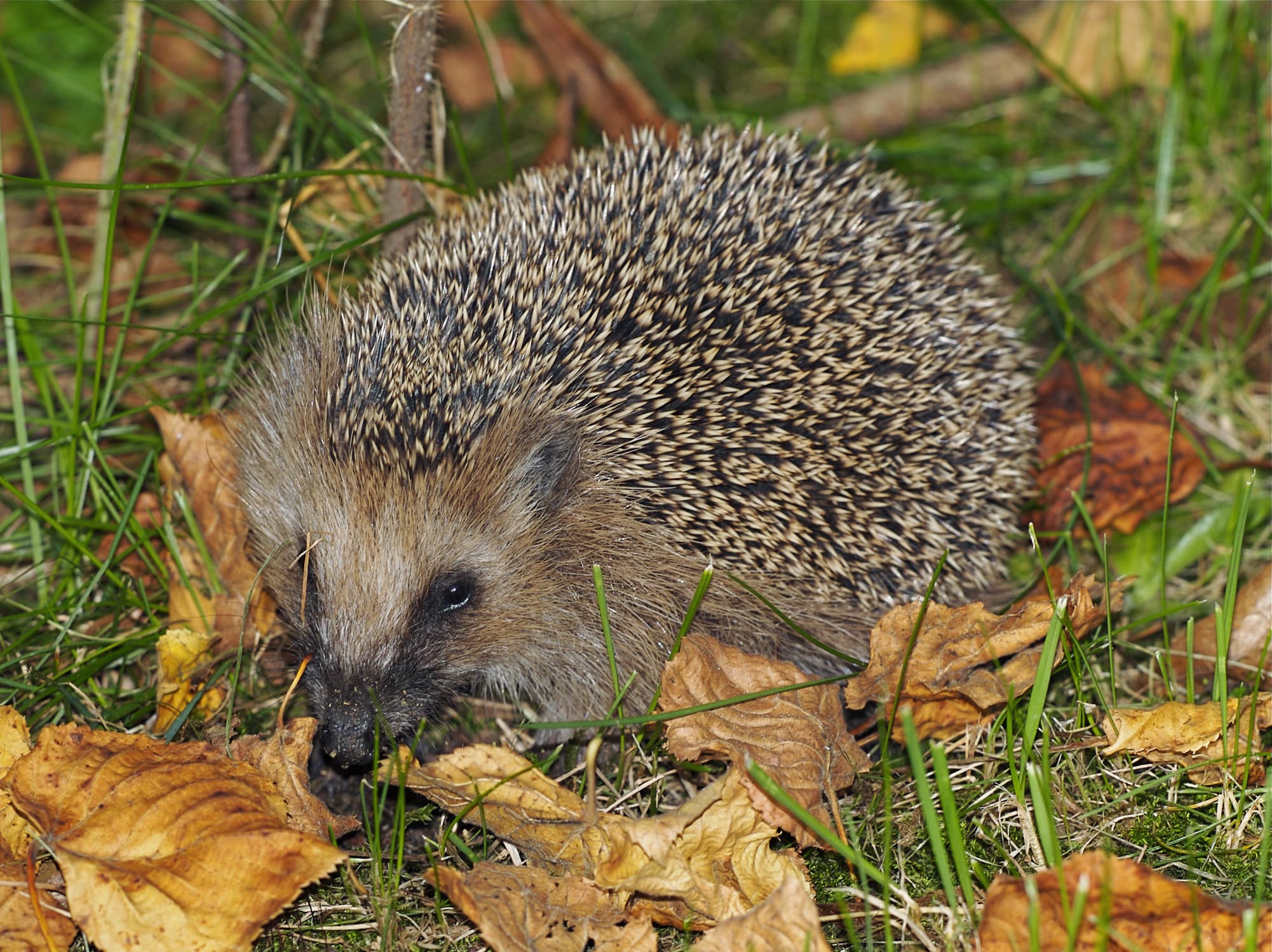 A hedgehog snuffling through autumn leaves in a garden
