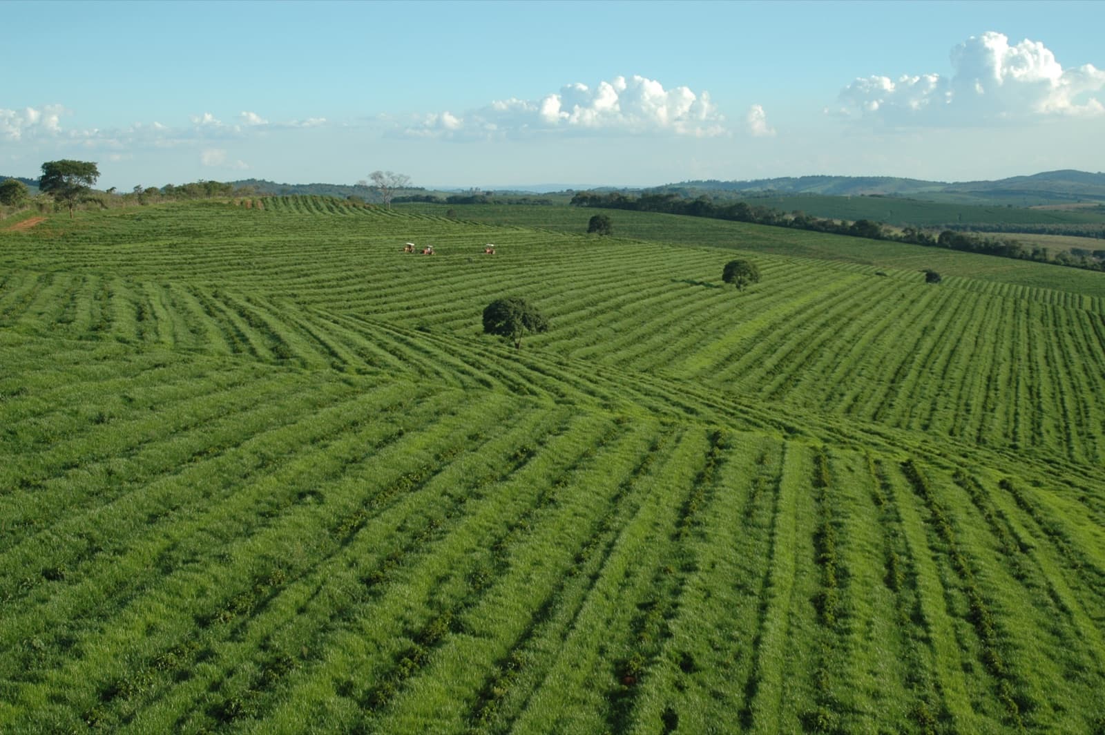 Rows of coffee plants growing on a Brazilian coffee farm