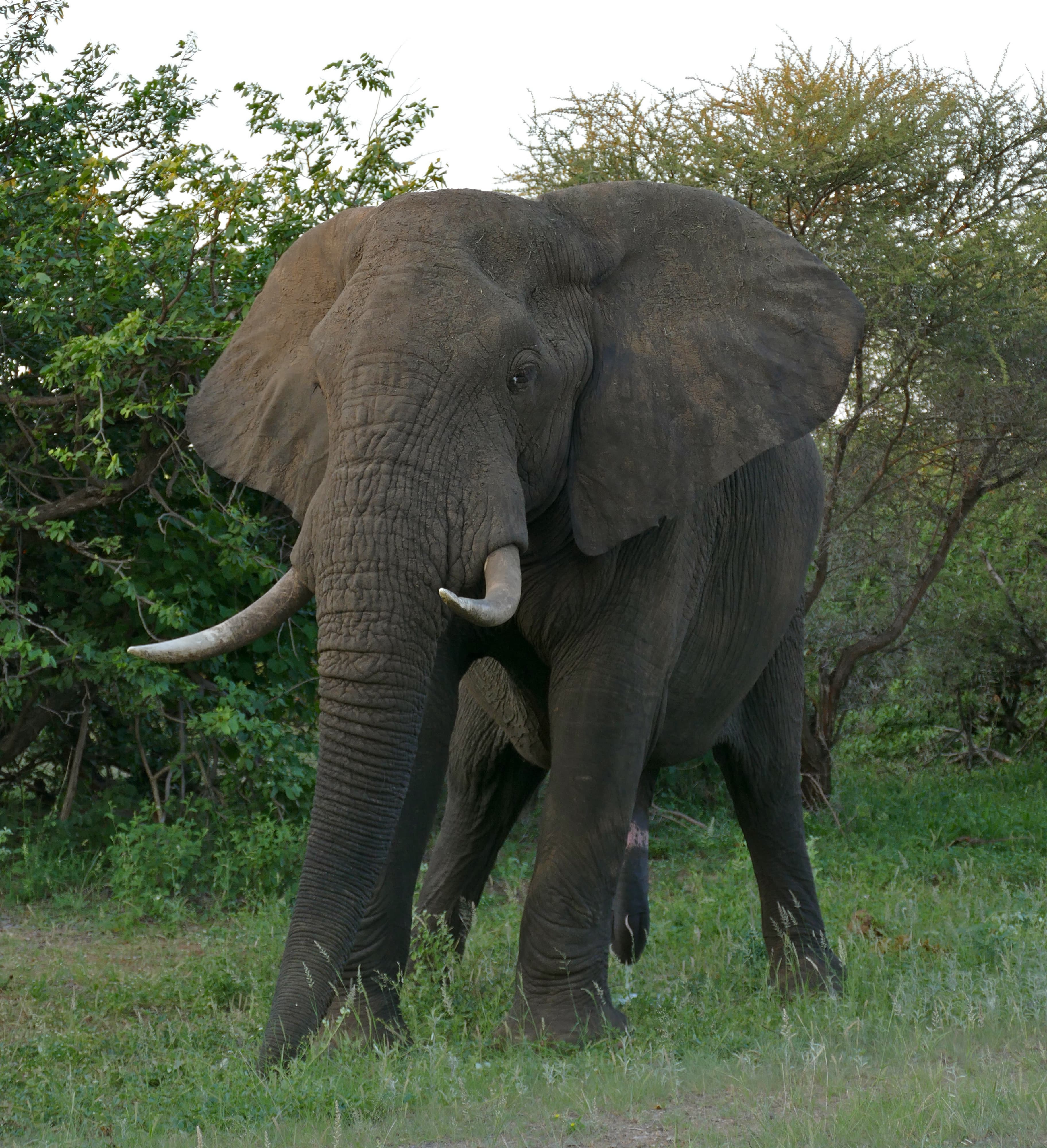 An African elephant with large tusks and ears standing in the savanna