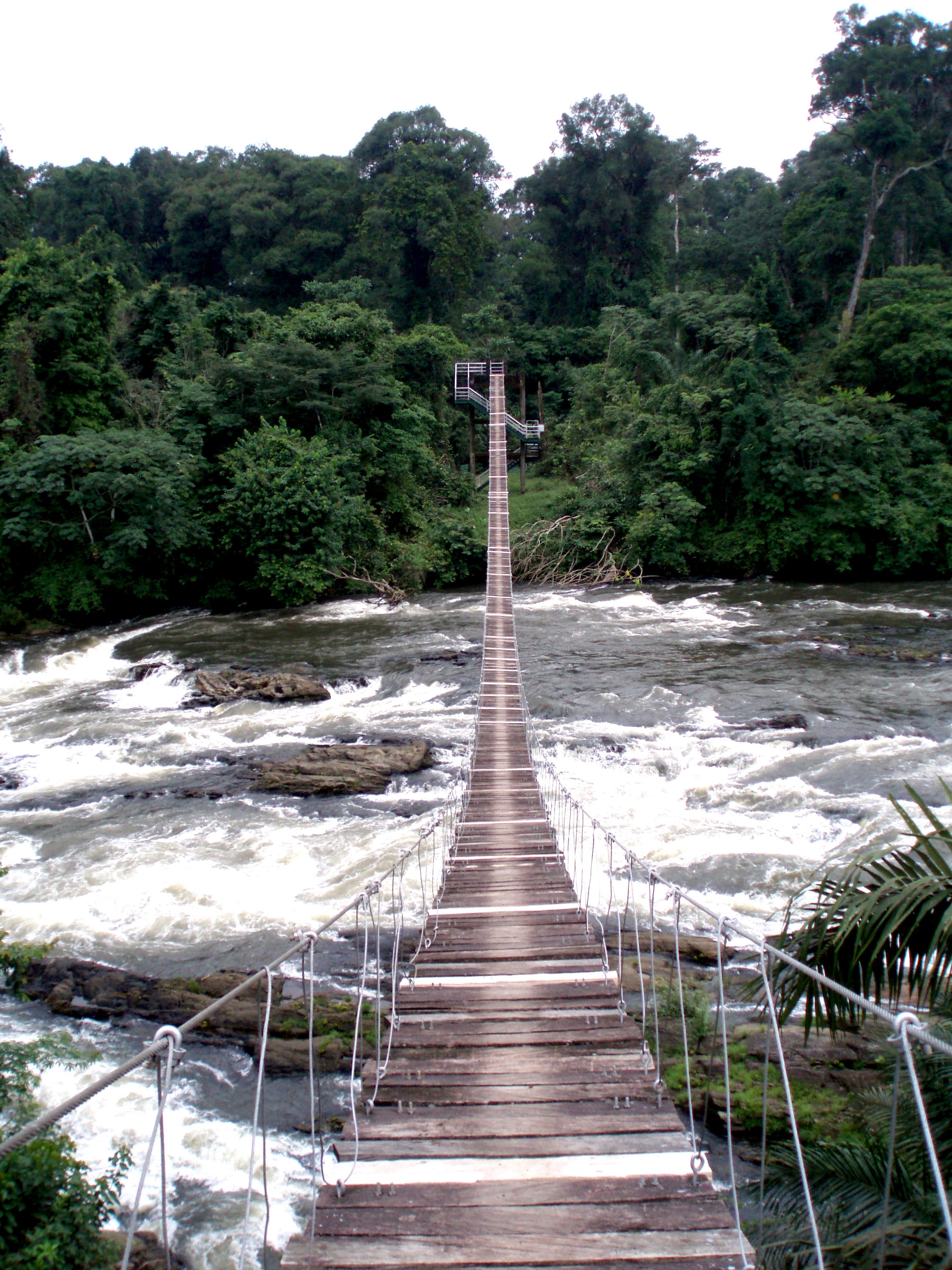 Thick green rainforest canopy in Korup National Park, Cameroon