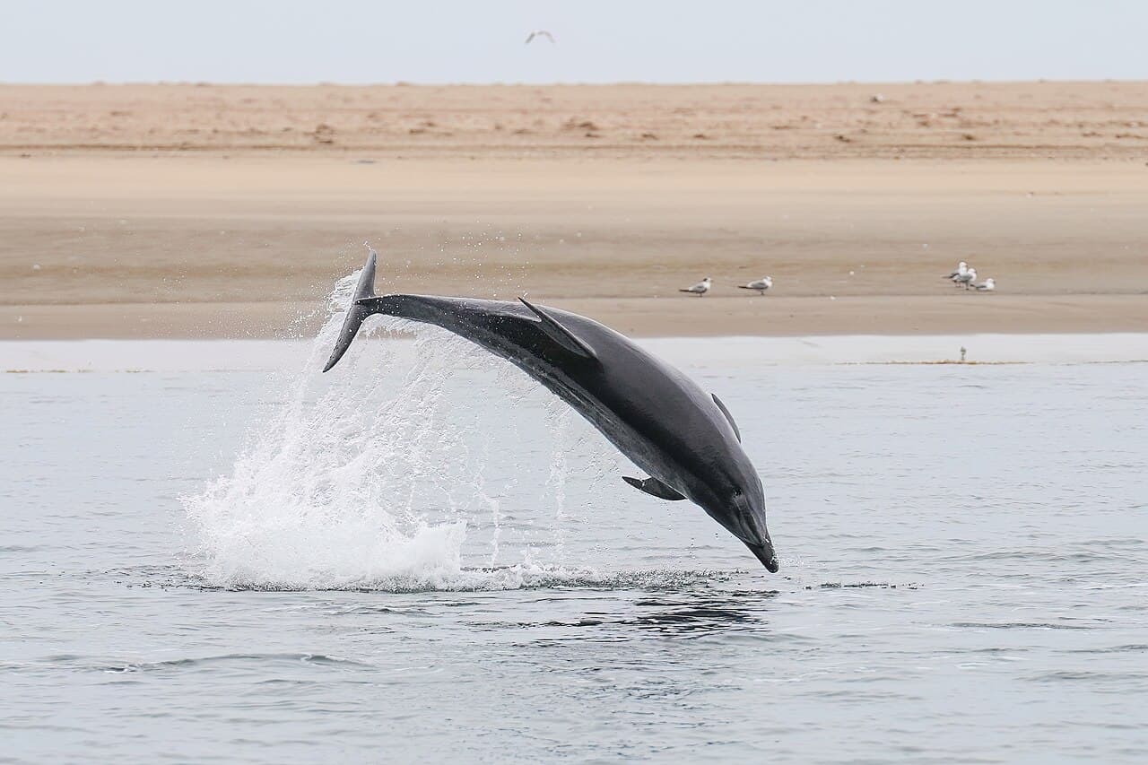 A bottlenose dolphin leaping from the turquoise Adriatic Sea