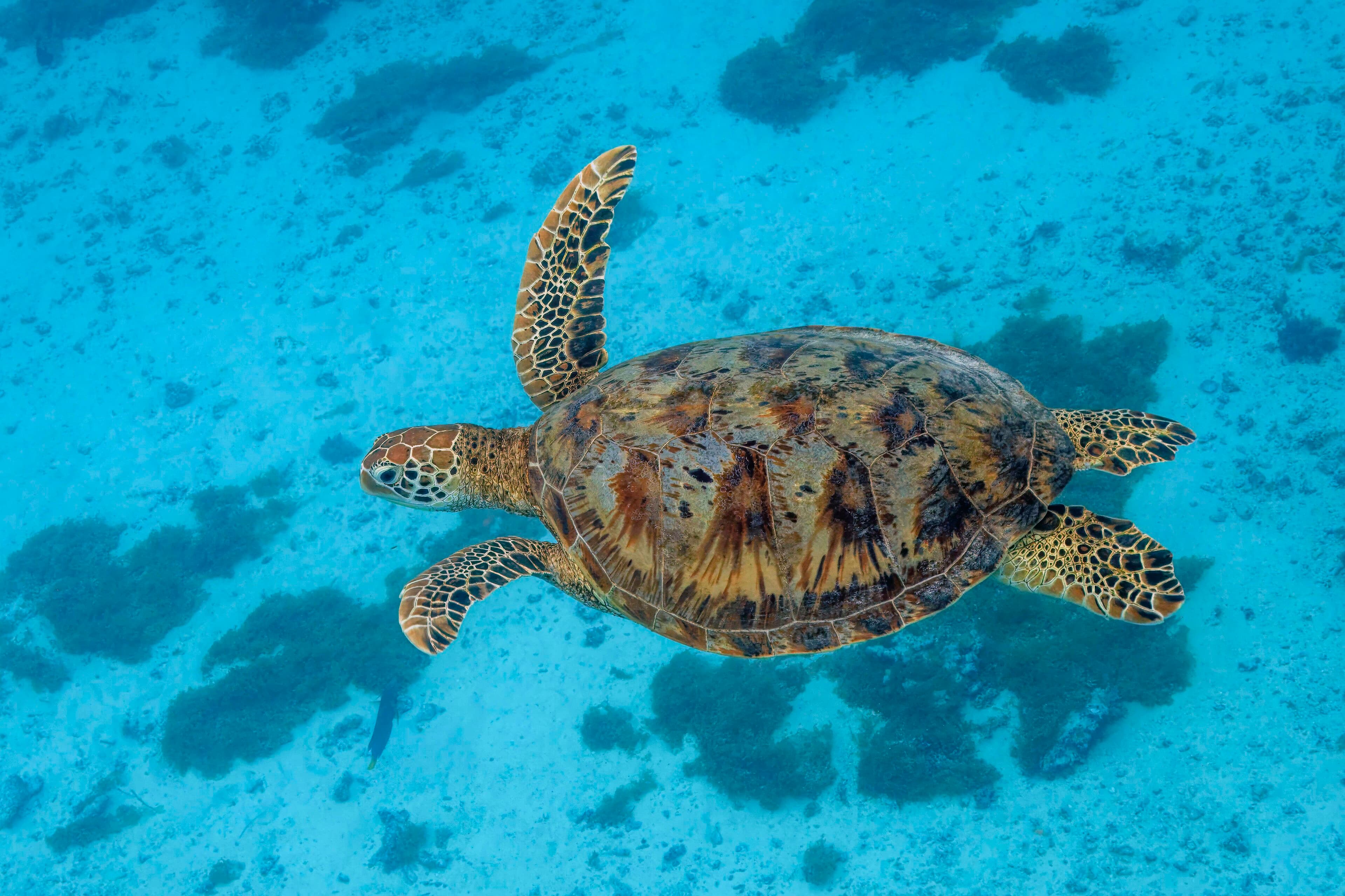 A green sea turtle swimming through clear blue water