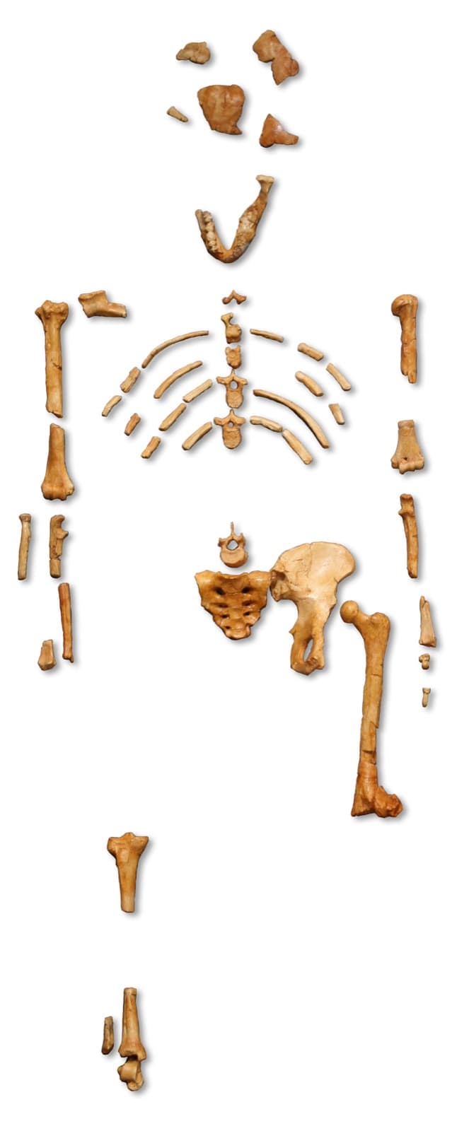 A reconstruction of Lucy, an Australopithecus afarensis skeleton