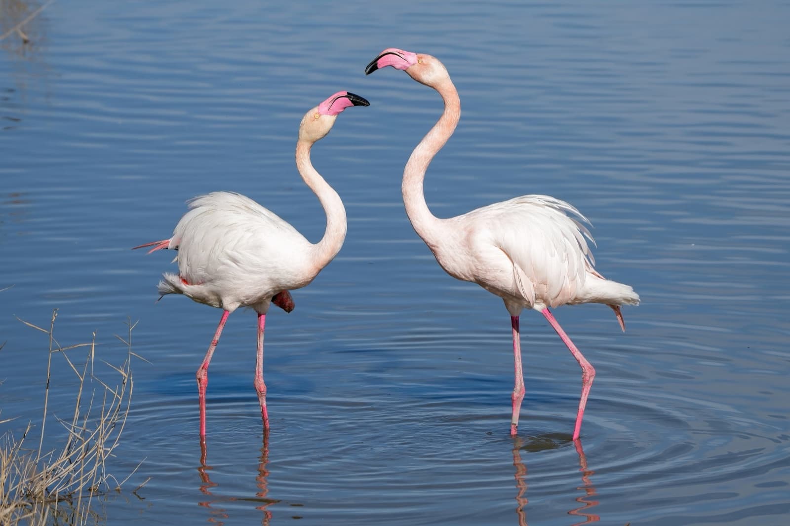 Two greater flamingoes in shallow water in the Camargue wetlands