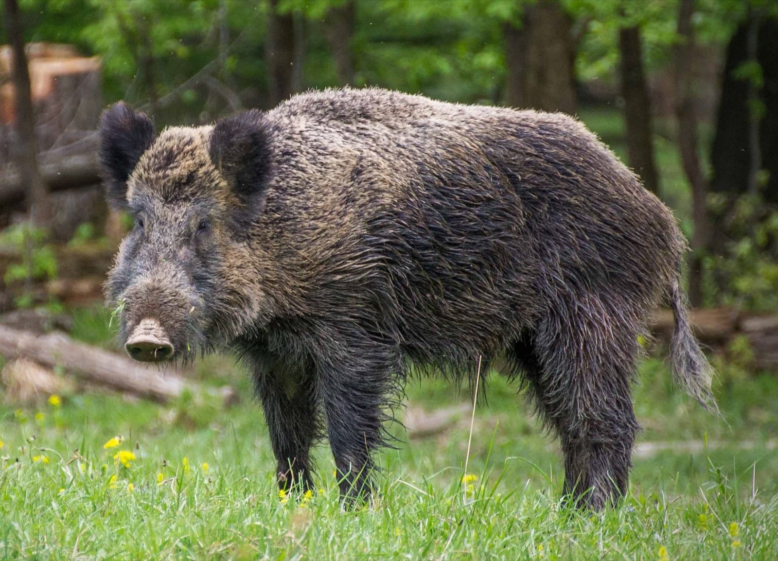 A wild boar standing in a forest clearing