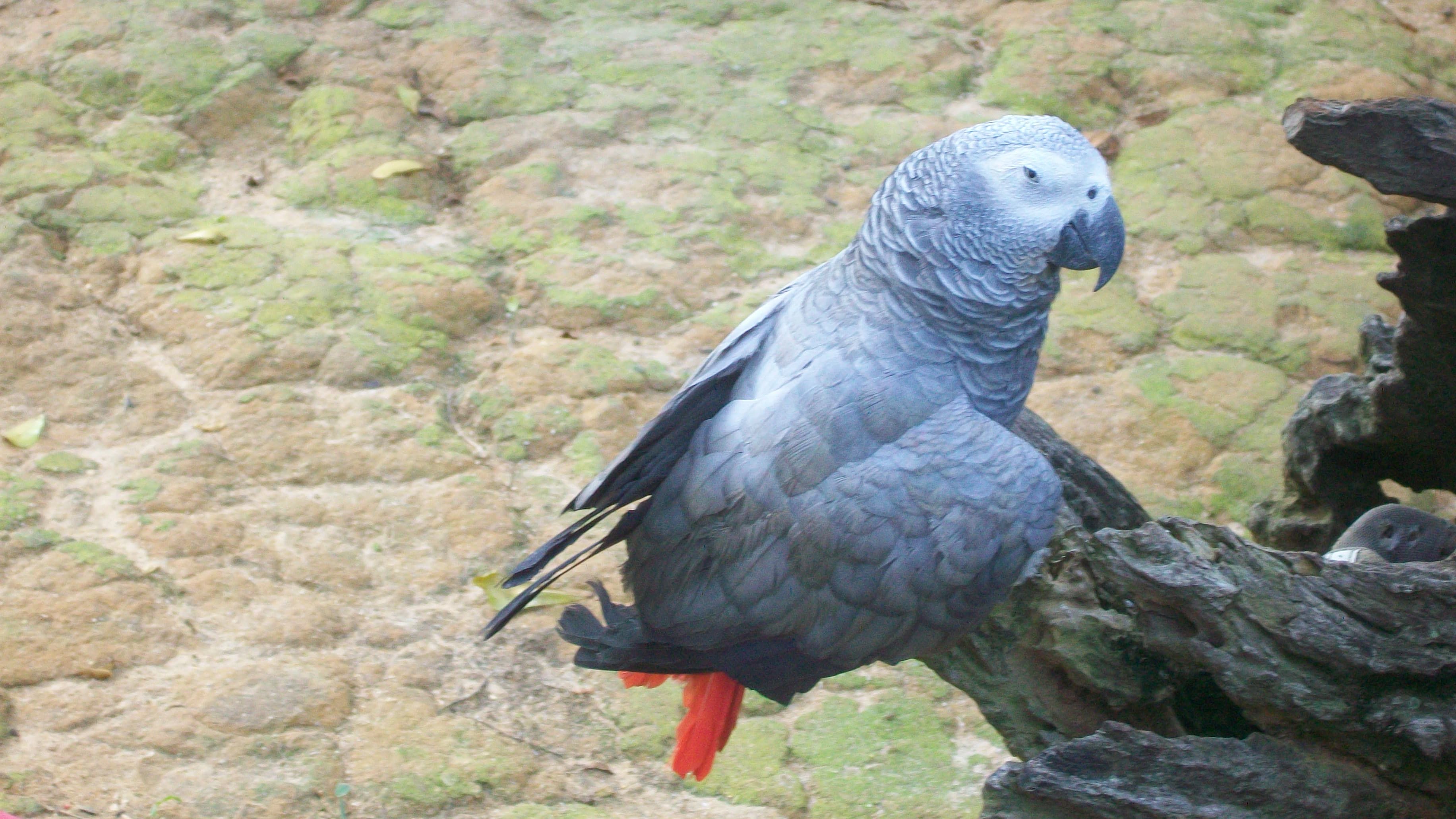 An African grey parrot perched on a branch showing its grey feathers and bright red tail