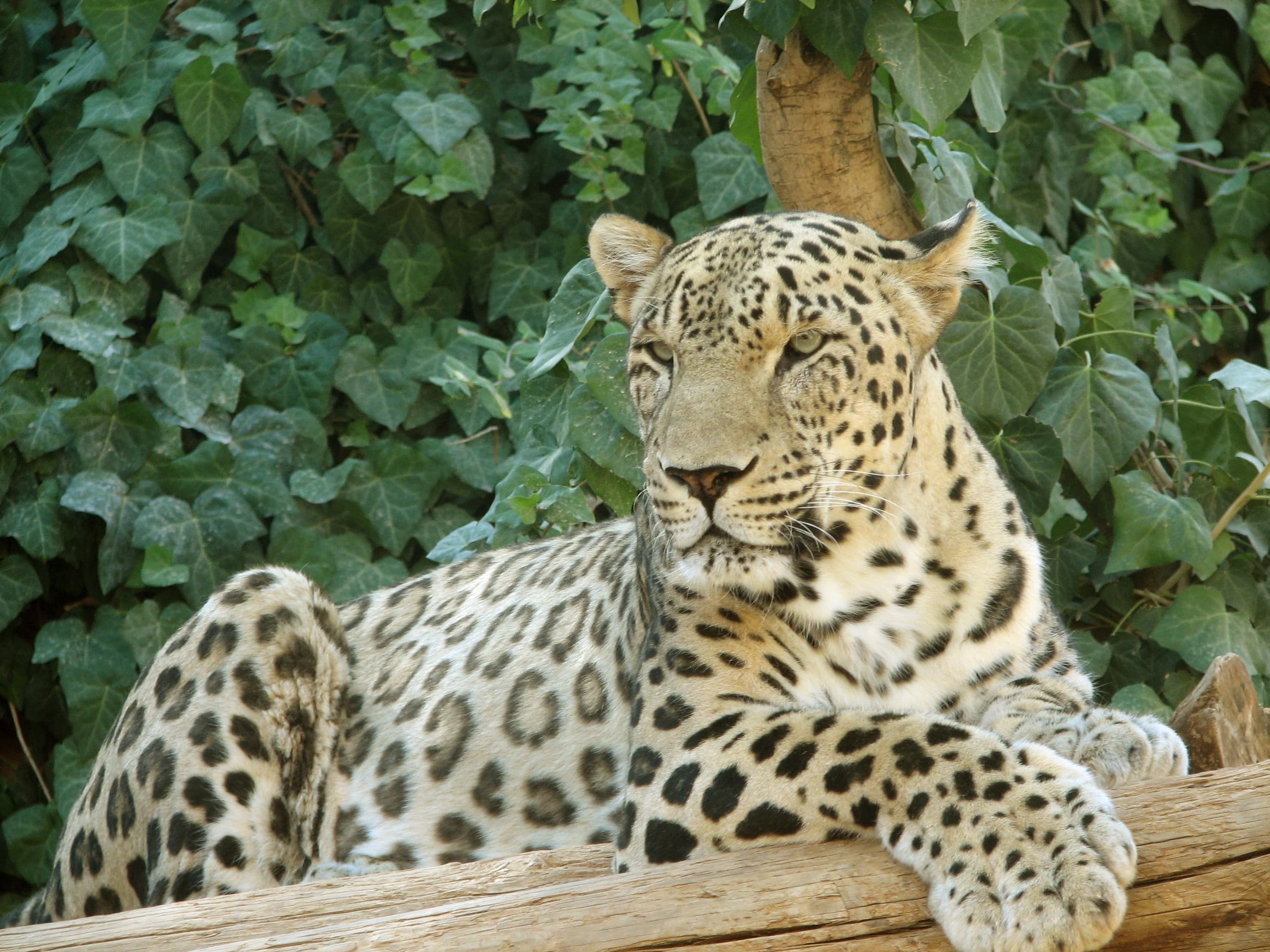 A Caucasian leopard with its distinctive spotted coat sitting on a rocky mountain outcrop