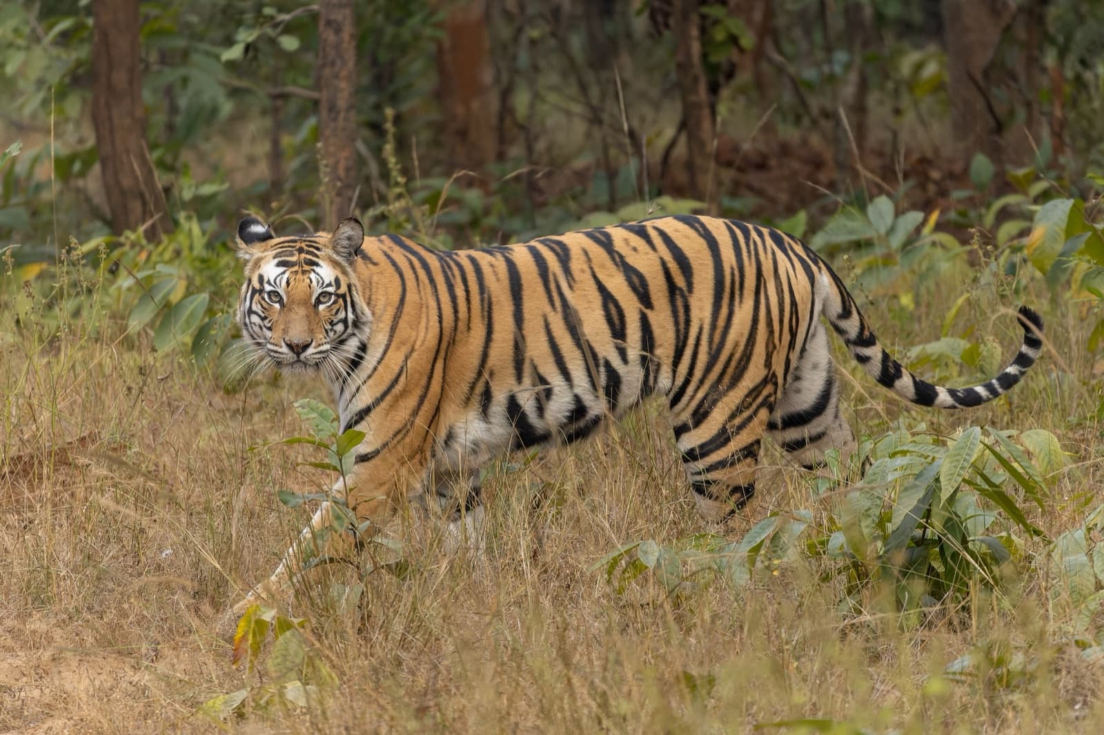 A Bengal tiger walking through long grass in an Indian forest