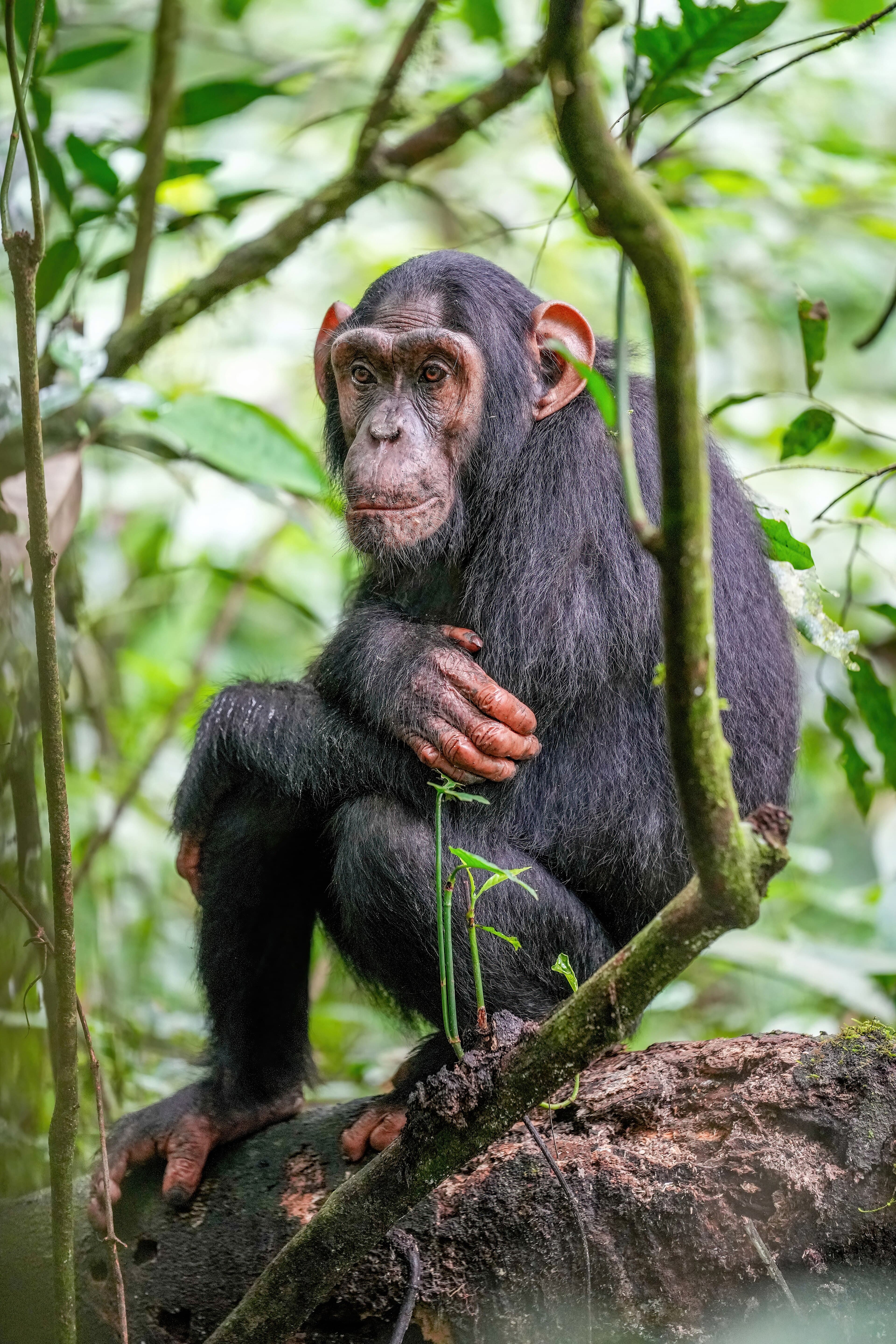 A chimpanzee sitting in a tree in the rainforest, looking curious and alert