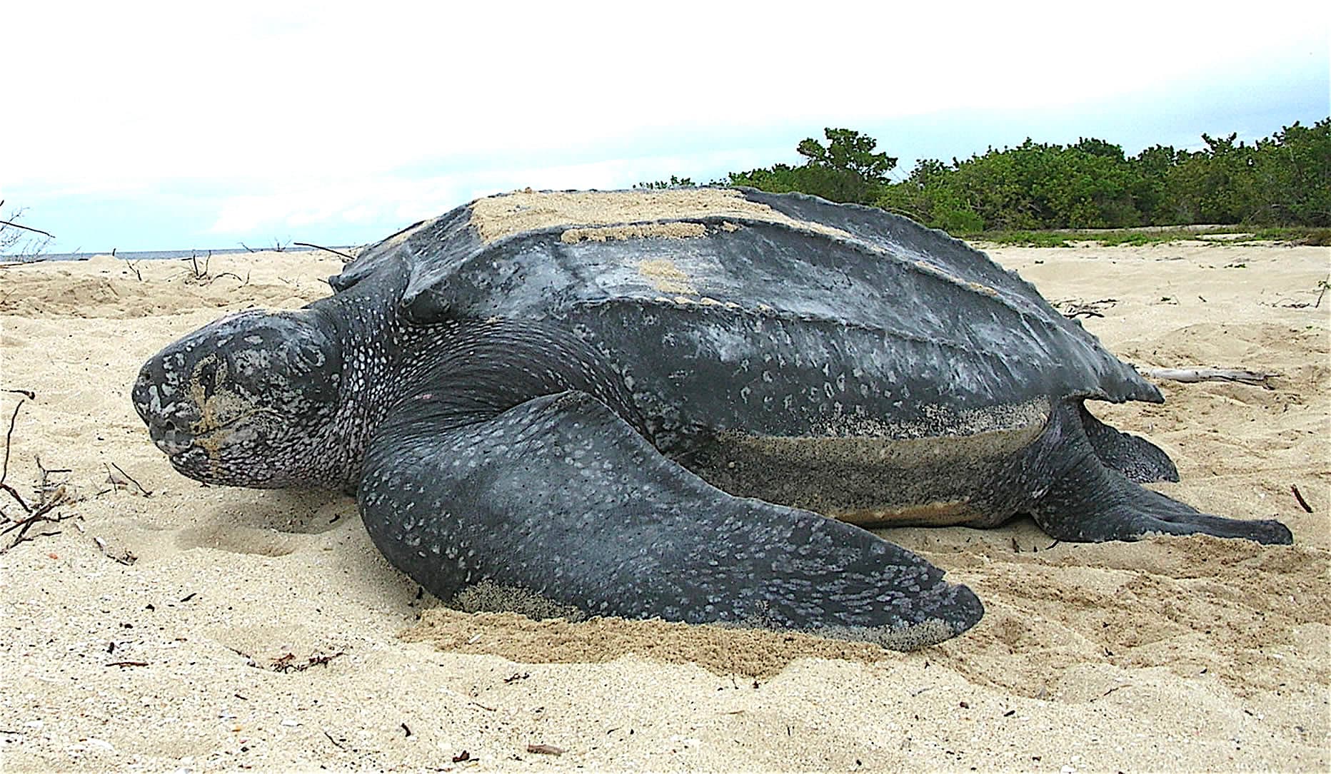 A large leatherback sea turtle making its way back to the ocean after nesting on a sandy beach at night