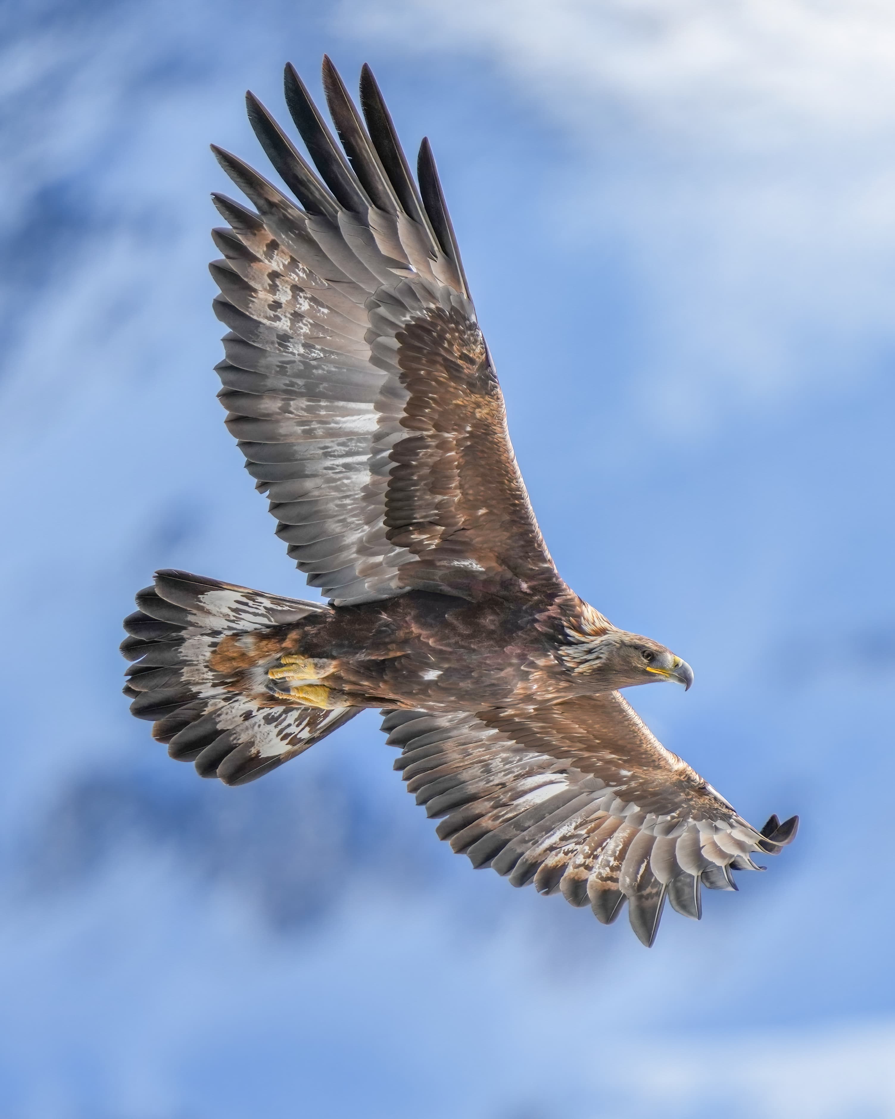 A golden eagle soaring above a mountain valley with wings fully spread