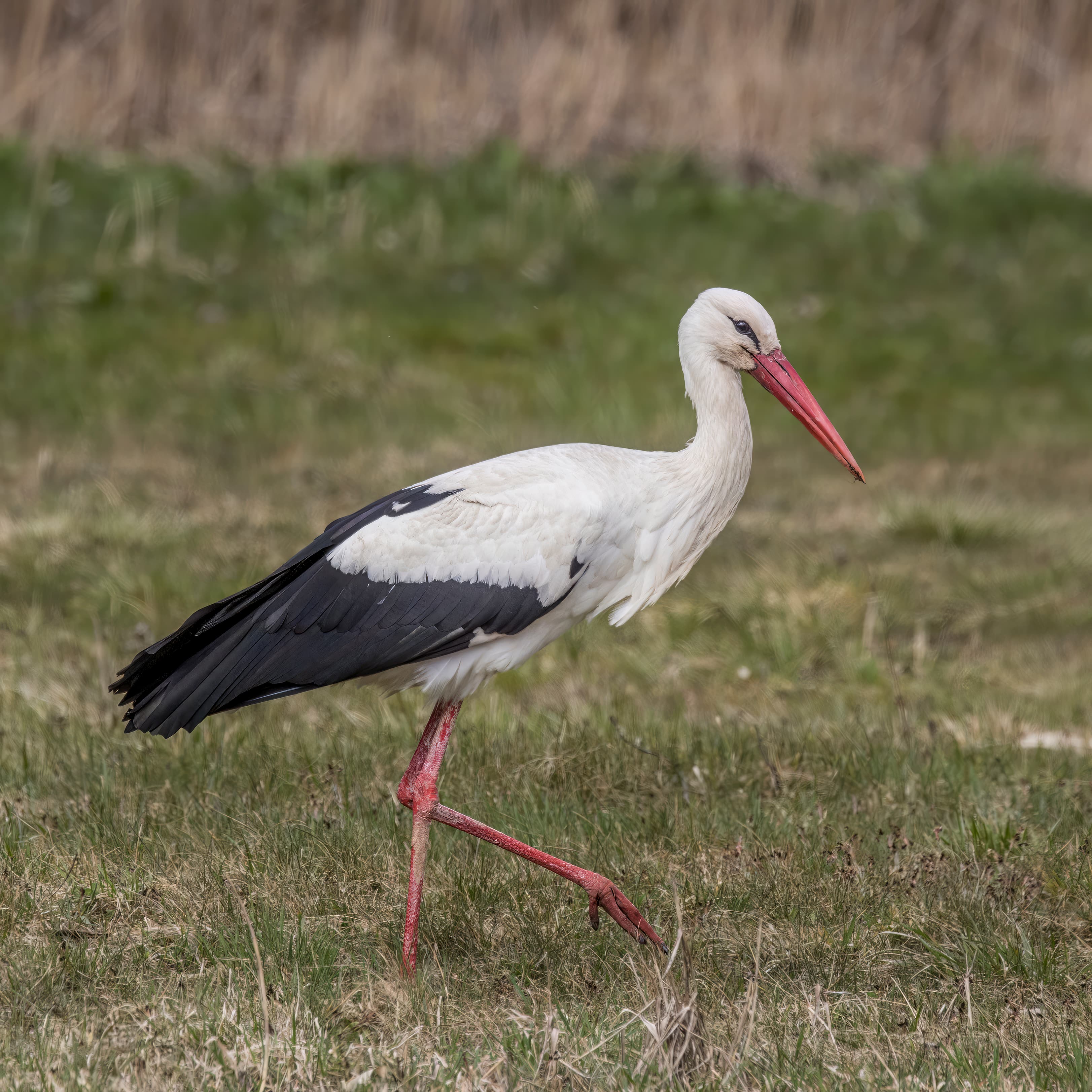 A white stork standing in a meadow with its red beak and black wing tips