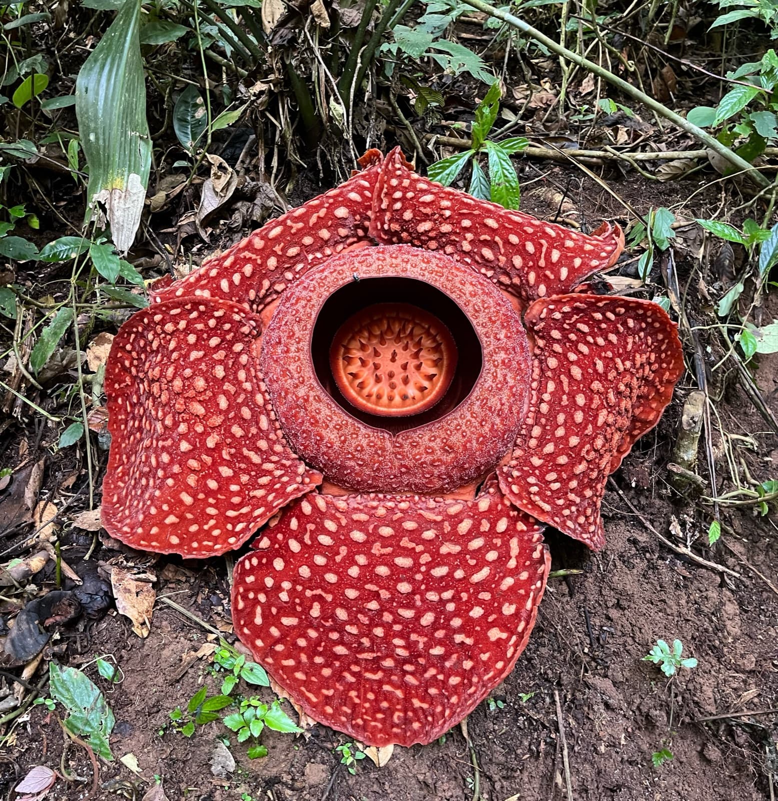 A huge red rafflesia flower on the rainforest floor in Borneo, dotted with white spots
