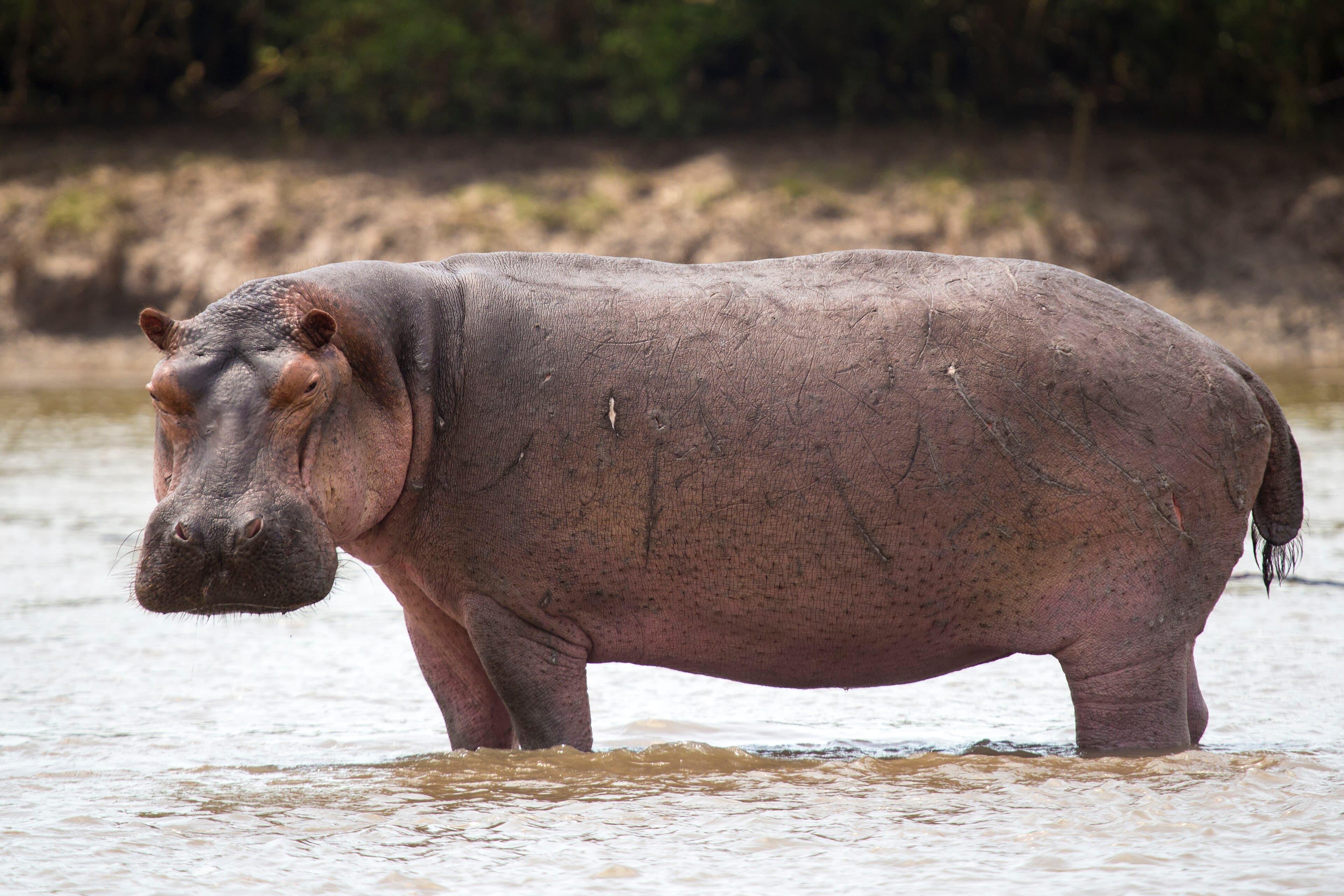 A hippopotamus resting with just its eyes and ears above the surface of the Niger River