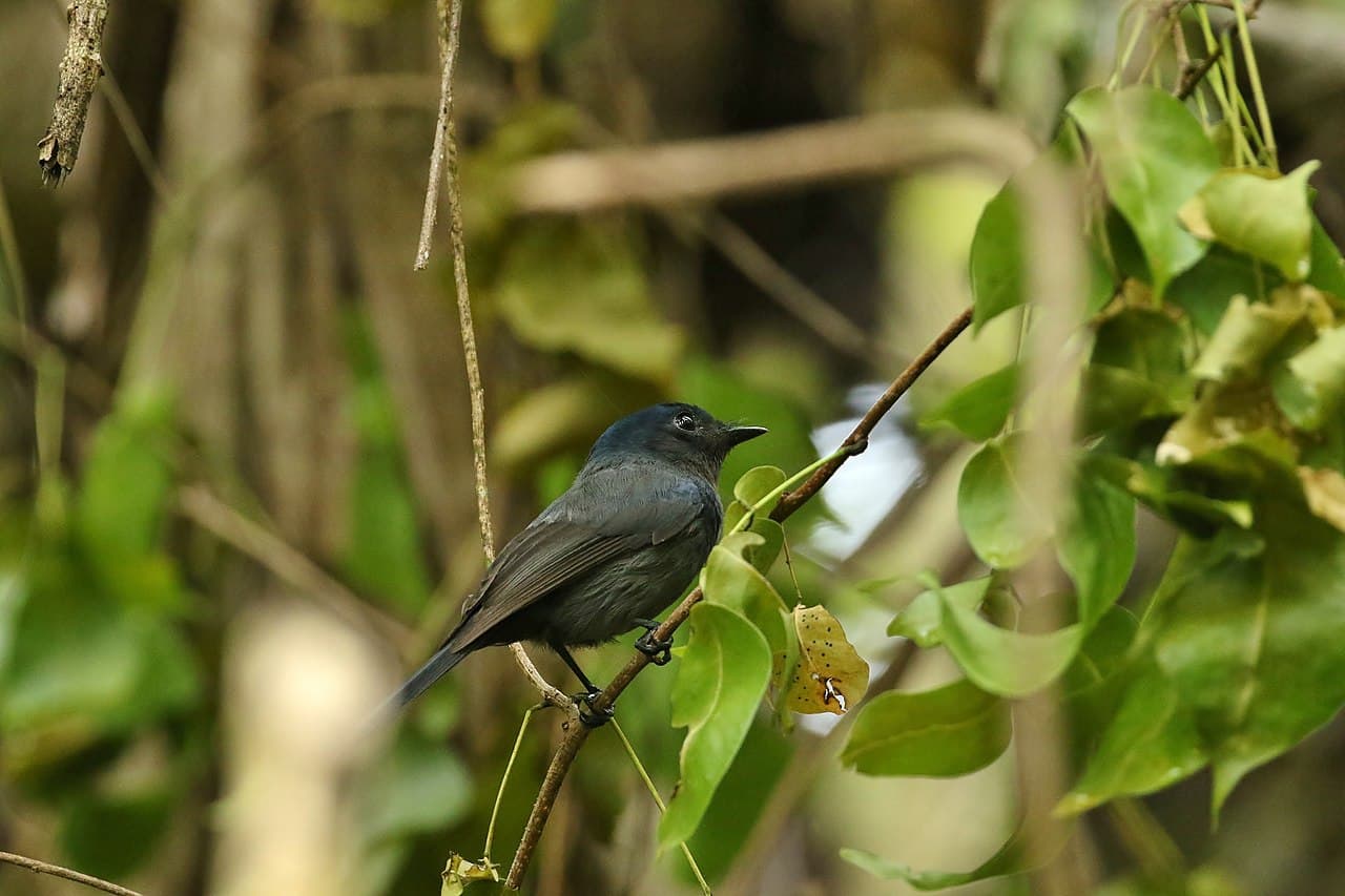 A small Pohnpei flycatcher perched on a rainforest branch on Pohnpei island