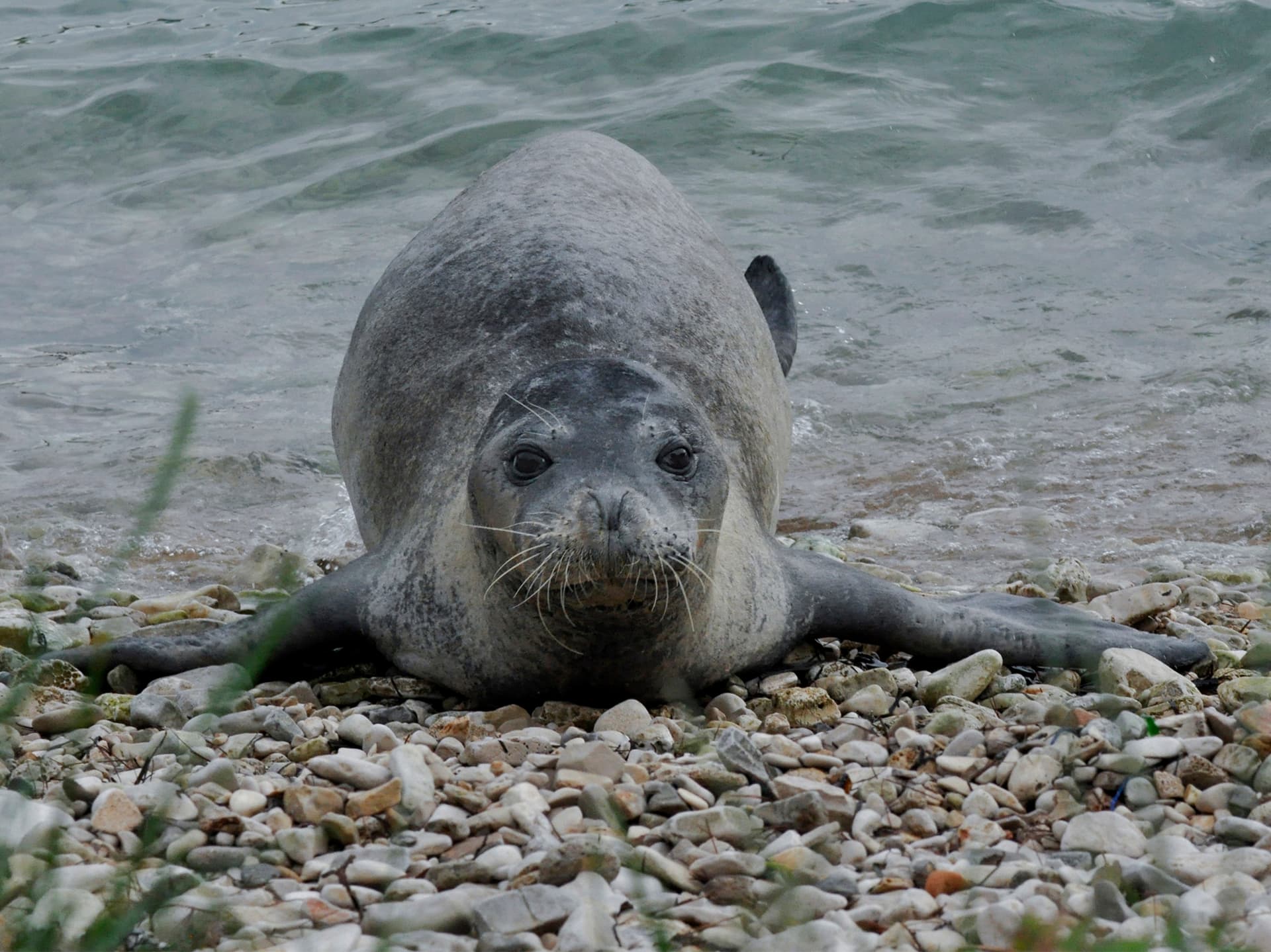 A Mediterranean monk seal resting on a rocky shore