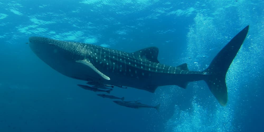 A giant whale shark swimming near the surface with tiny fish around it