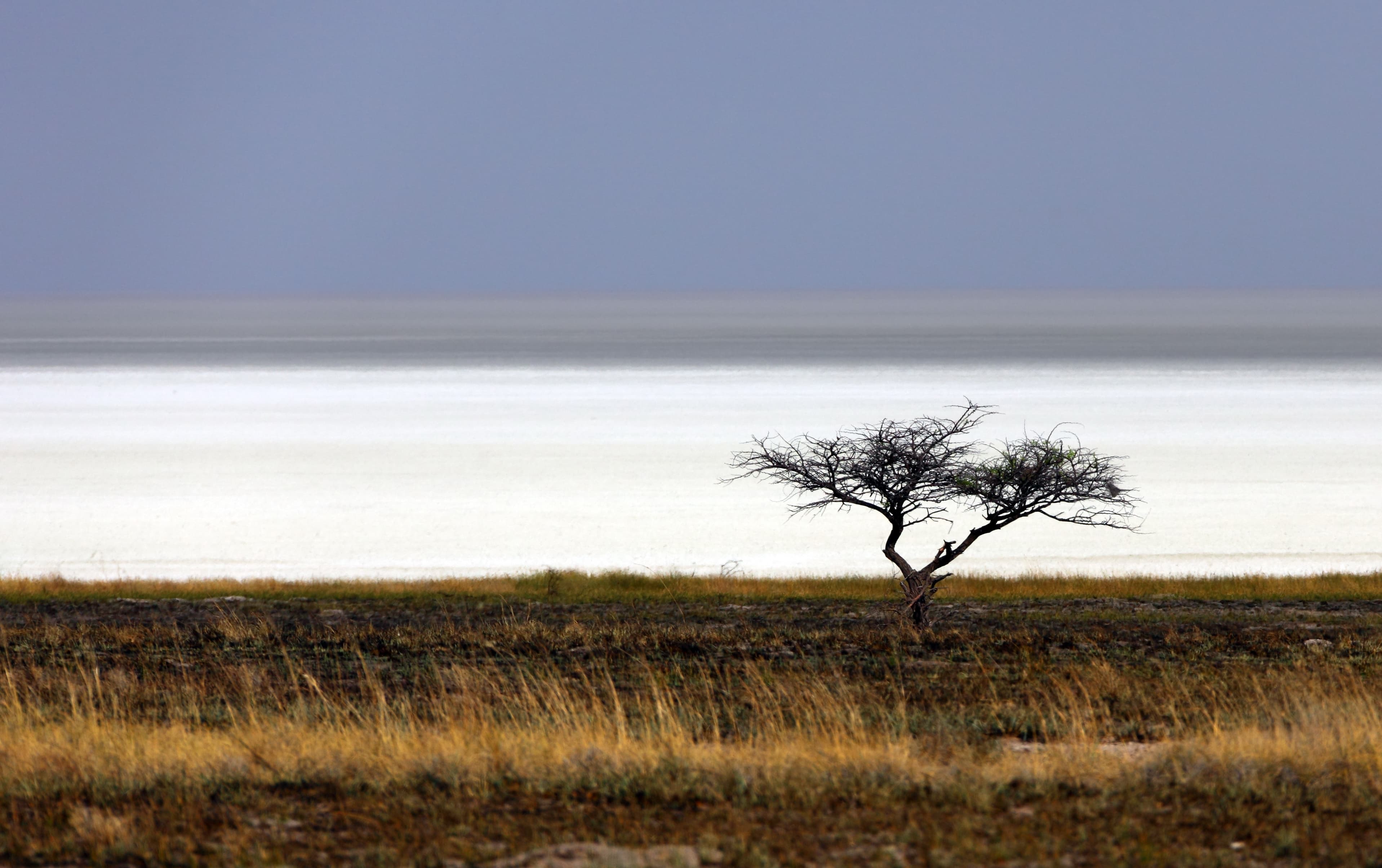A huge flat white salt pan stretches to the horizon with a herd of zebra nearby