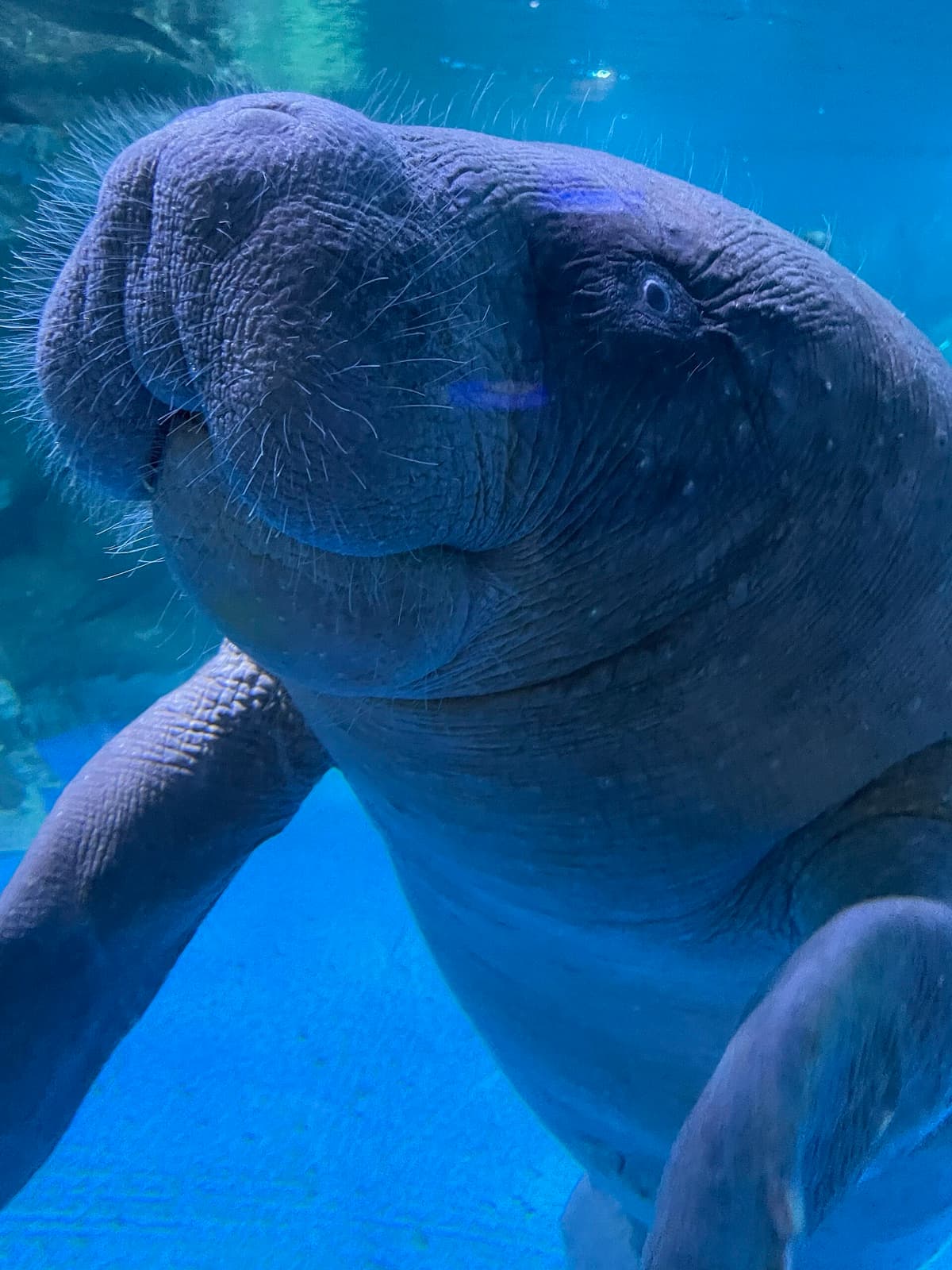 An African manatee swimming underwater