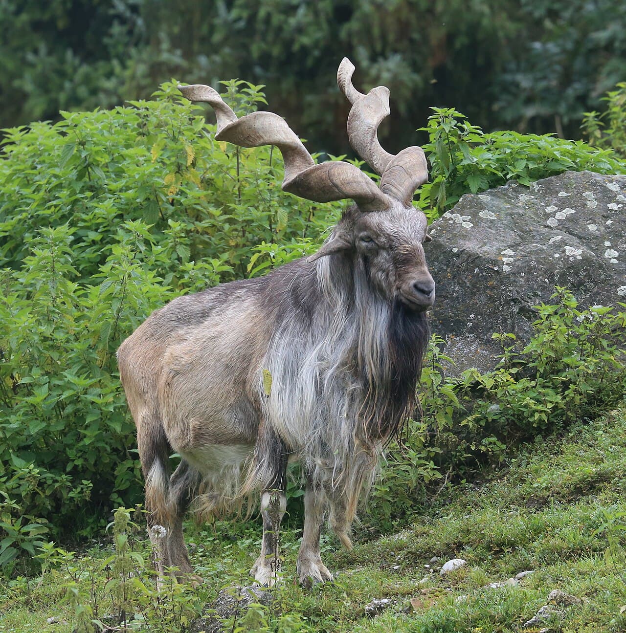 A markhor standing on a hillside, with huge twisted spiral horns and a long shaggy beard