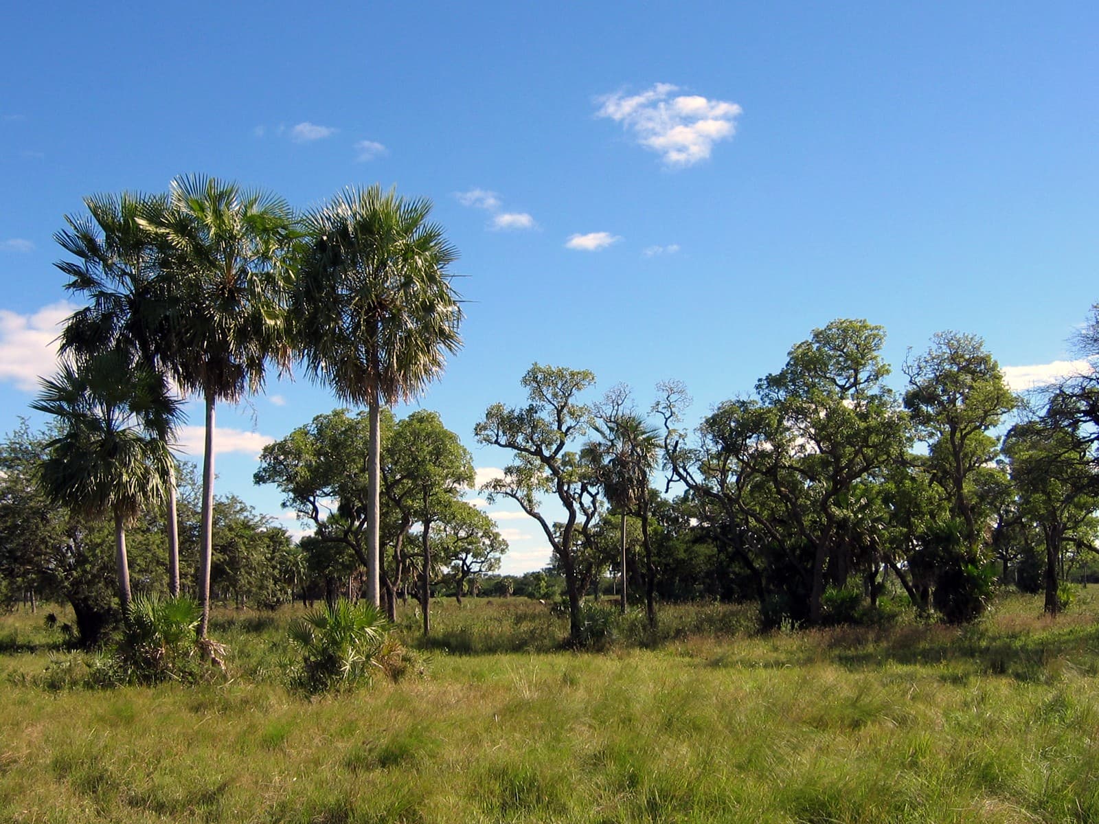 Flat scrubland and thorny trees stretching to the horizon under a wide blue sky in the Chaco