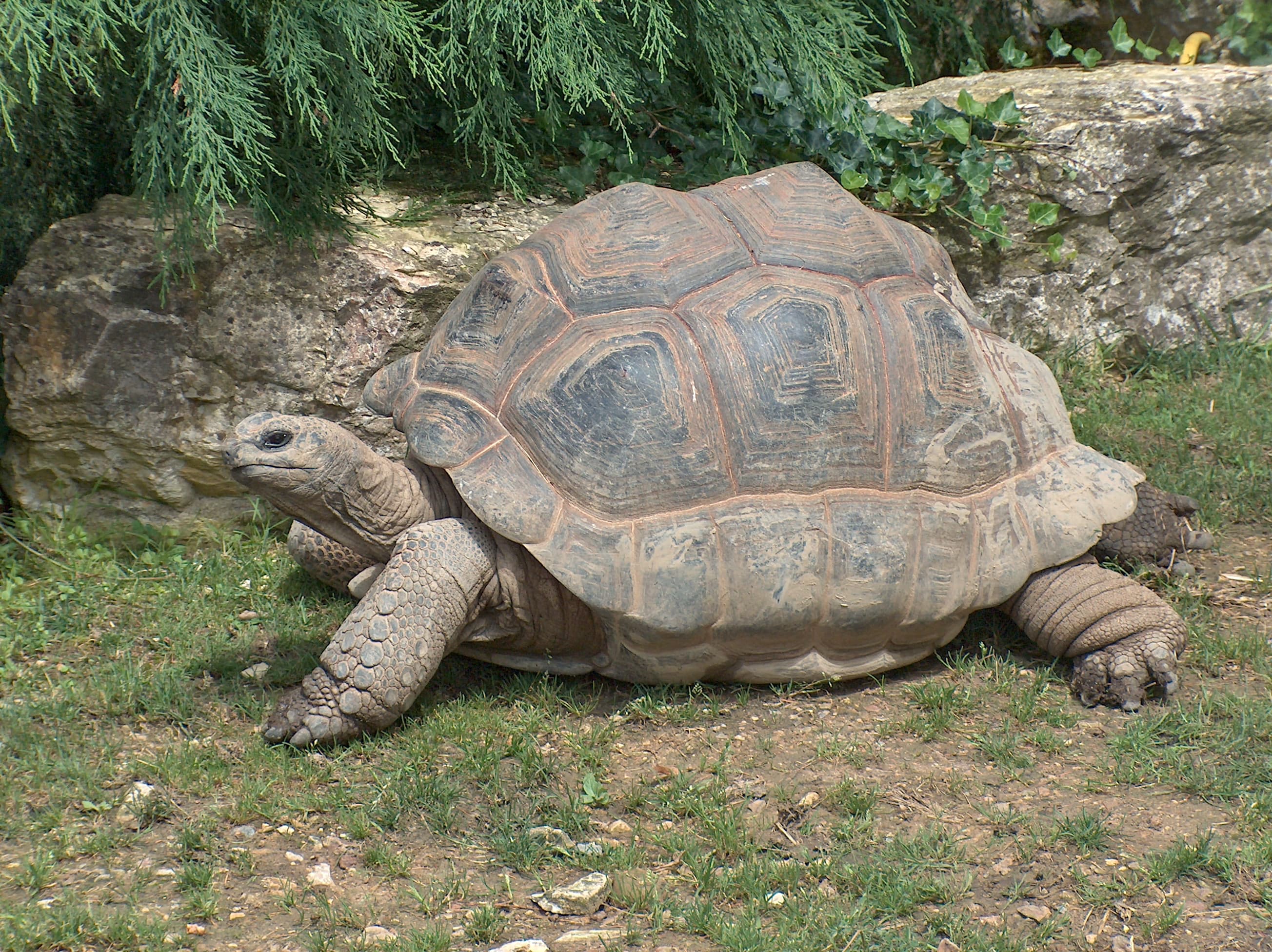 A large Aldabra giant tortoise walking slowly across green grass