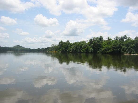 Dense rainforest on Tiwai Island surrounded by the Moa River