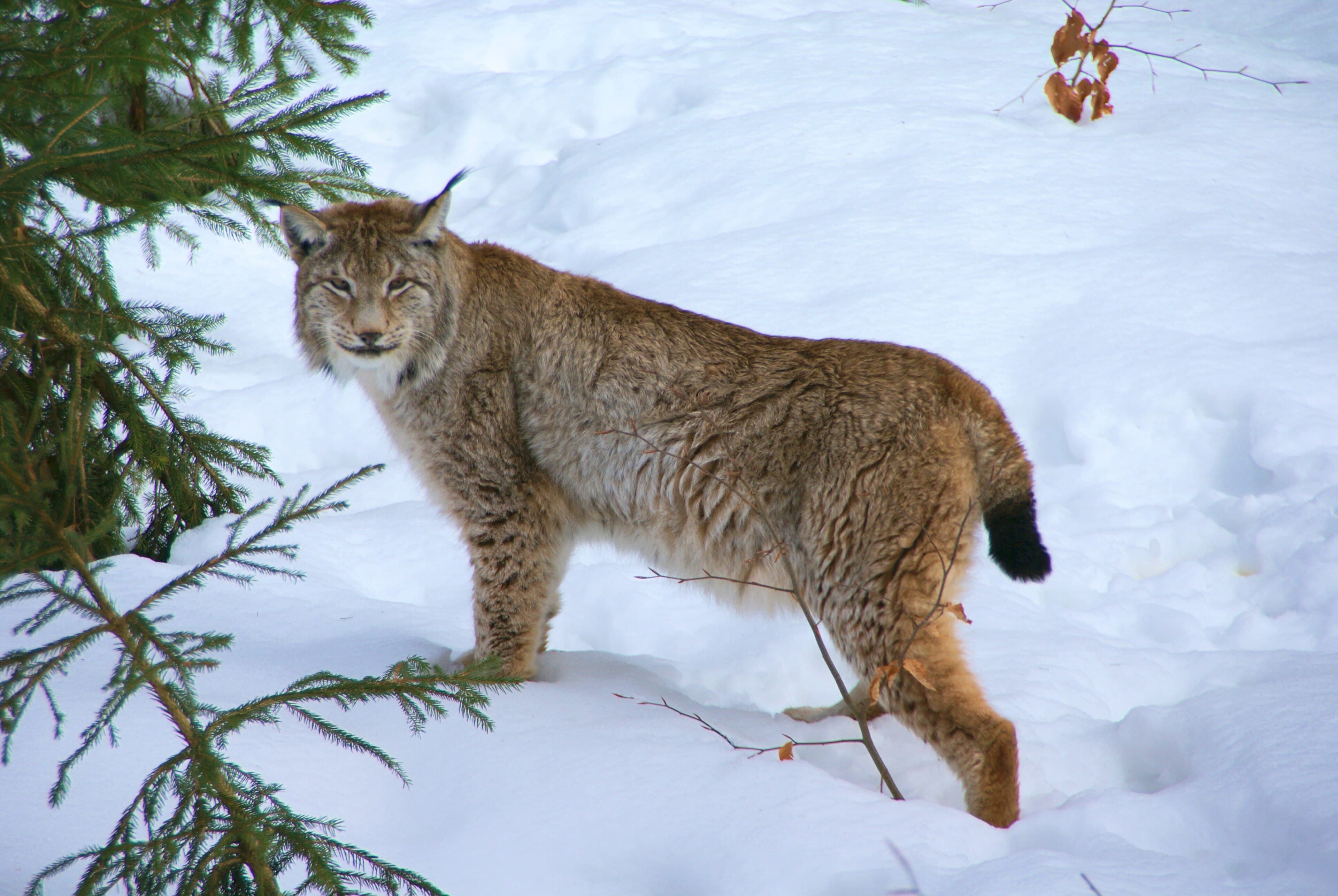 A Eurasian lynx with thick fur and tufted ears walking through snowy forest