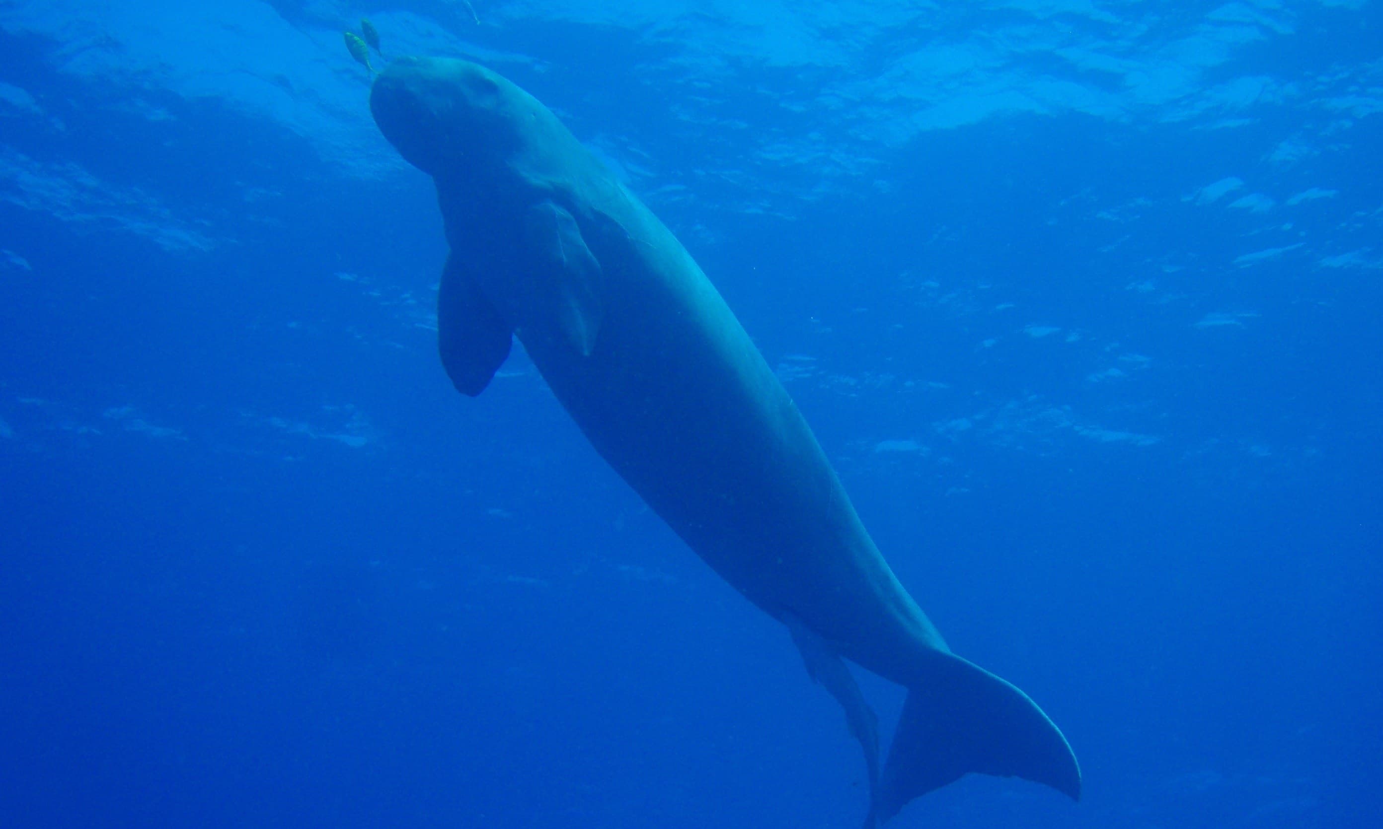 A dugong gliding slowly through clear shallow water, grazing on seagrass