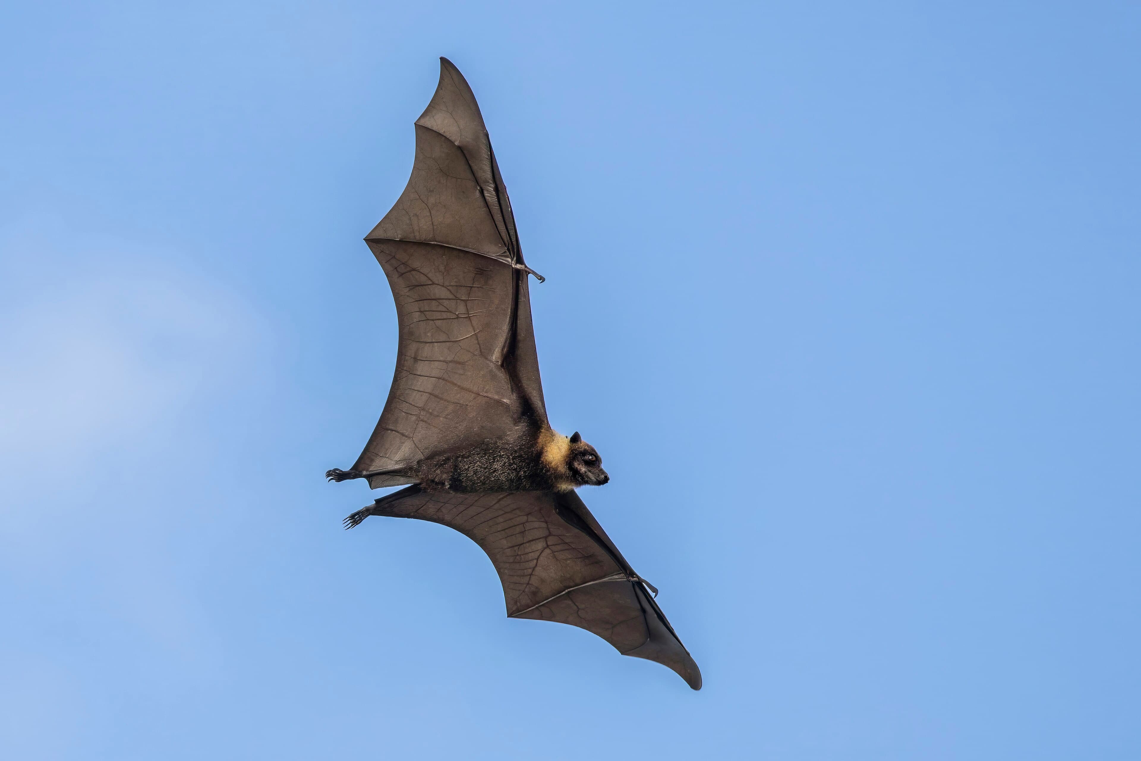 Pacific flying foxes hanging upside down in the trees of Tonga