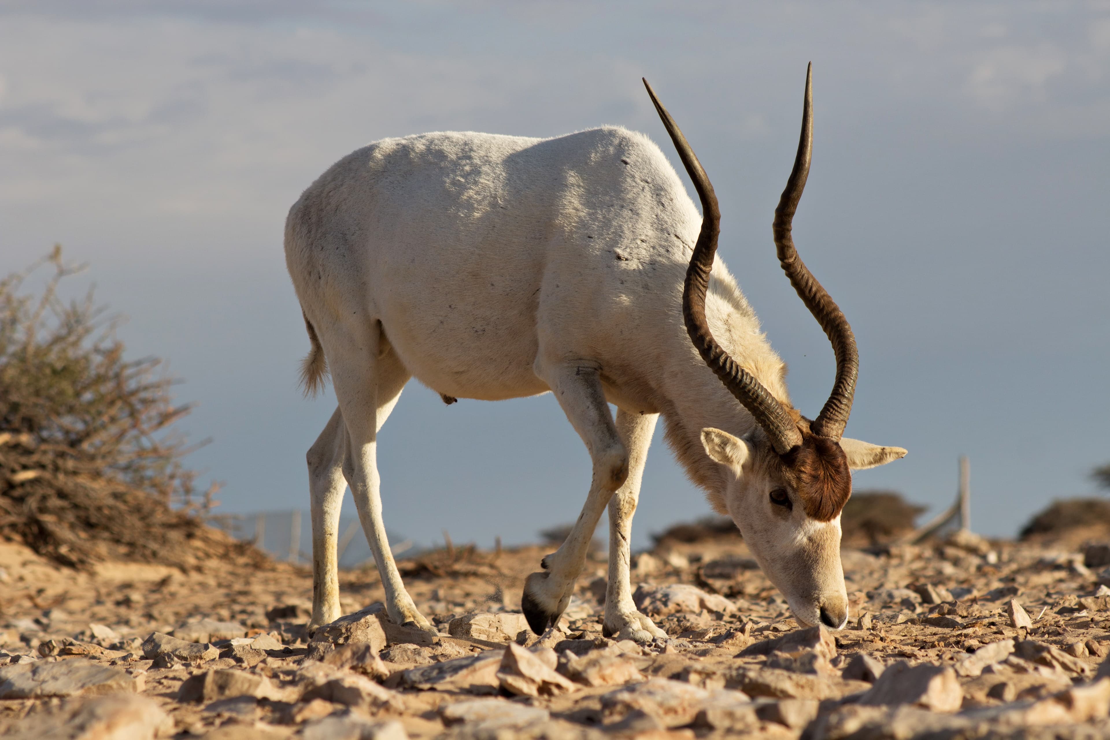 An addax antelope with long spiral horns standing on pale desert sand