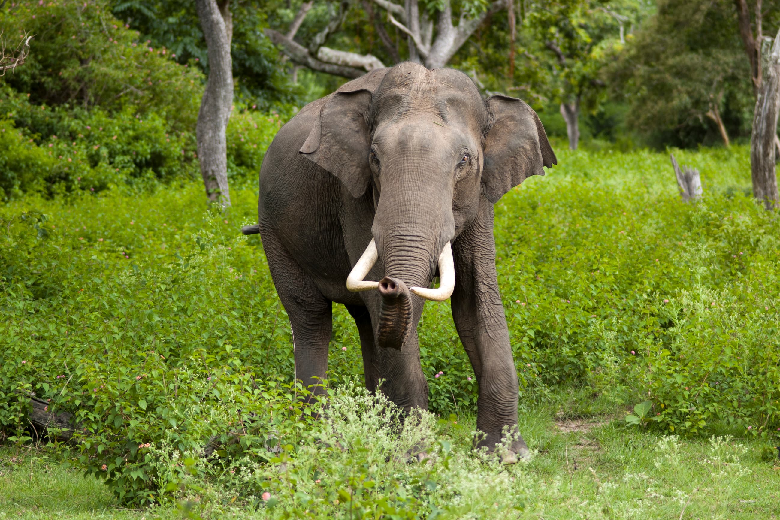 An Asian elephant standing in a green forest, with curved tusks and large rounded body