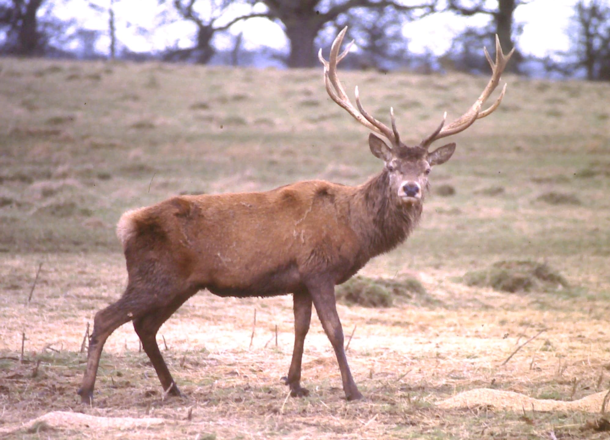 A red deer stag with branching antlers in a Danish forest