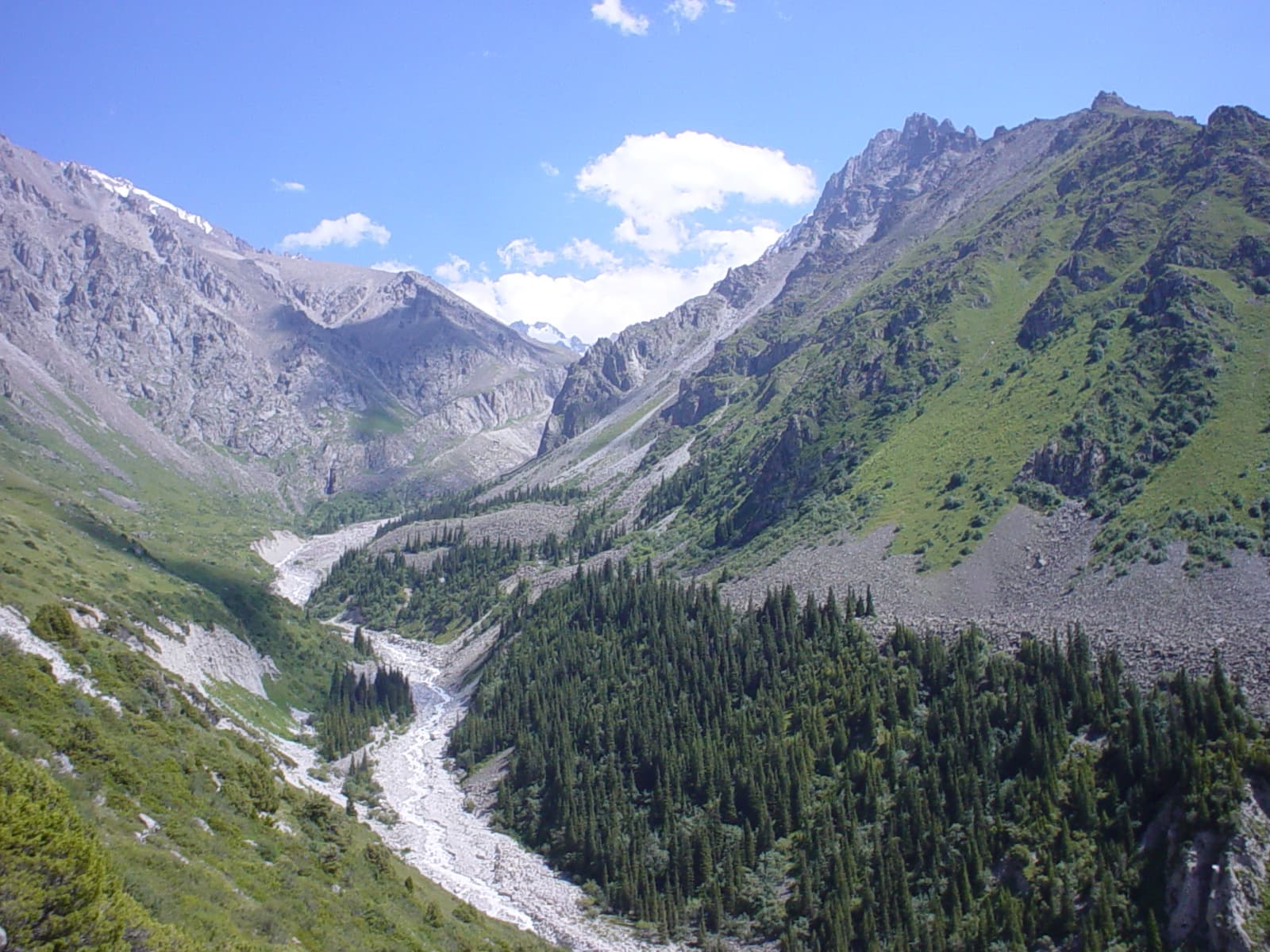 A rushing river cutting through the rocky Ala-Archa gorge with pine trees on the slopes
