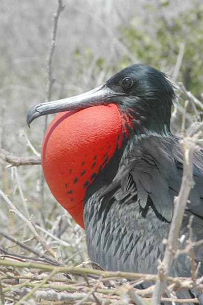A magnificent frigatebird in flight with its distinctive forked tail and wide wingspan