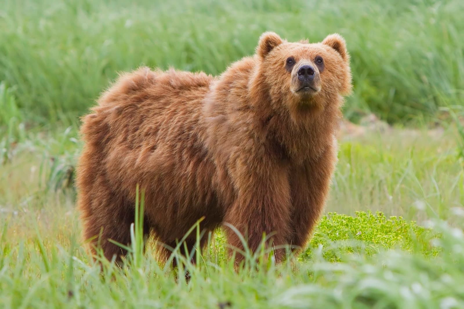 A brown bear standing in a grassy meadow