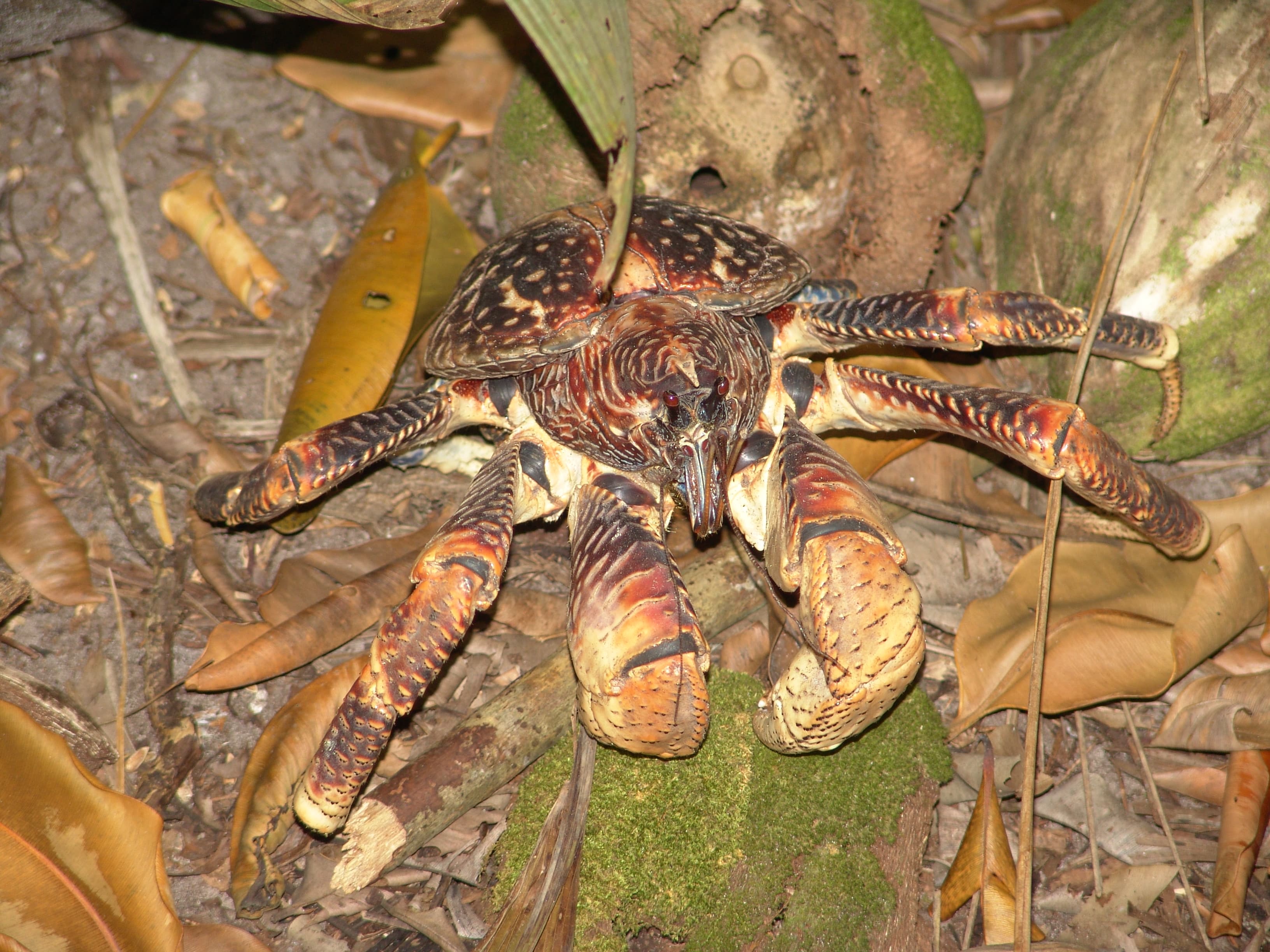 A large coconut crab with orange claws clinging to a coconut palm trunk, Vanuatu